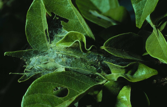 Figura 2. Larva <i>Pococera sabbasa</i> (Pyralidae). Posición grupal en la hoja de la planta <i>Lonchocarpus minimiflorus</i> (Fabaceae). 84-SRNP-100-DHJ6980.jpg.