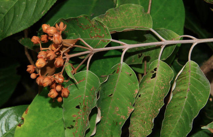 Fig.2 <i>Vismia baccifera</i>  Familia (Hypericaceae) especie pionera en bosque en regeneración .jpg
