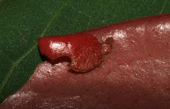 Fig.8 Casita de larva en primer estadío de <i>Potamanaxas</i> Burns02. Voucher:   04.13-SRNP-31336-DHJ70