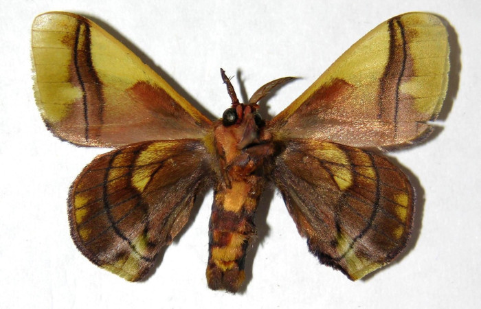 Fig. 16. Macho de <i>Epia</i> muscosaDHJ02 (Bombycidae), vista ventral similar <i>Epia</i> muscosaDHJ01. Voucher: 04-SRNP-2970-DHJ330099.