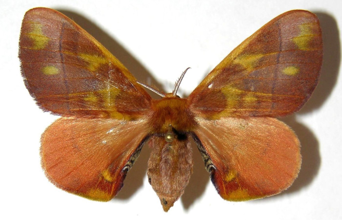 Fig. 17. Hembra de <i>Epia</i> muscosaDHJ02 (Bombycidae), patrones y coloración  muy similar a <i>Epia</i> muscosaDHJ01 Voucher: 04-SRNP-3681-DHJ33096.