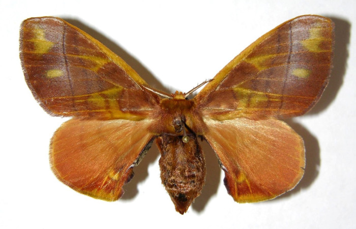 Fig. 7. Hembra de Epia muscosaDHJ01 (Bombycidae), con patrones muy similares a Epia muscosaDHJ02.Voucher: 04-SRNP-3801-DHJ330094.