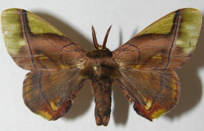 Fig. 6. Macho de <i>Epia</i> muscosaDHJ01 (Bombycidae), patrones en alas grisáceos y ápice ala anterior amarillo difuminado, muy similar a <i>Epia </i>muscosaDHJ02. Voucher: 10-SRNP-32214DHJ538584.