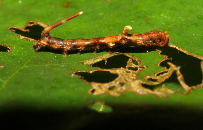 Fig. 5. Larva de <i>Epia</i> muscosaDHJ01 (Bombycidae), comiendo <i>Cecropia insignis</i> (Urticaceae). Voucher: 11-SRNP-72386-DHJ484795.