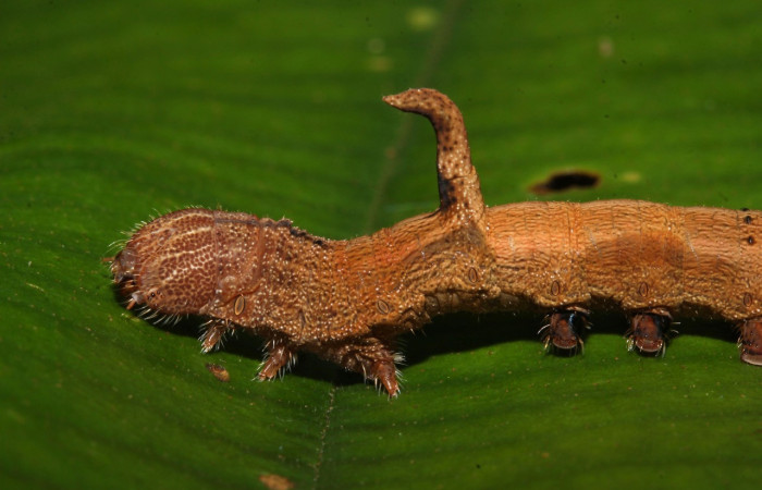 Fig. 10. Larva de de <i>Epia</i> muscosaDHJ02 (Bombycidae), detalle de patas torácicas con pequeños pelos que sobresalen el margen de la cabeza.  Voucher: 17-SRNP-32087-DHJ740134.