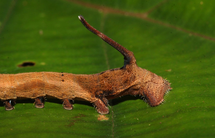Fig. 11. Detalle posterior en oruga de  <i>Epia</i> muscosaDHJ02 (Bombycidae), detalle de propatas con pequeños pelos, cuerpo con cuerno posterior similar a orugas de la familia Sphingidae  Voucher: 17-SRNP-32087-DHJ740135.