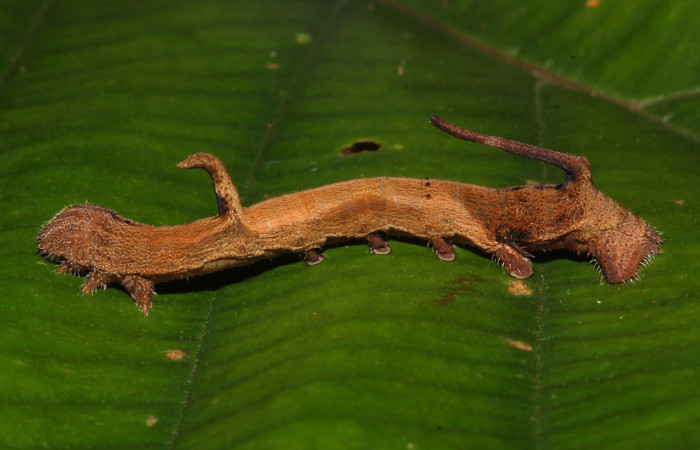 Fig. 8. Larva de <i>Epia</i> muscosaDHJ02 (Bombycidae), alimentandose de <i>Pouroma bicolor</i> (Urticaceae). Voucher: 17-SRNP-32087-DHJ740138.