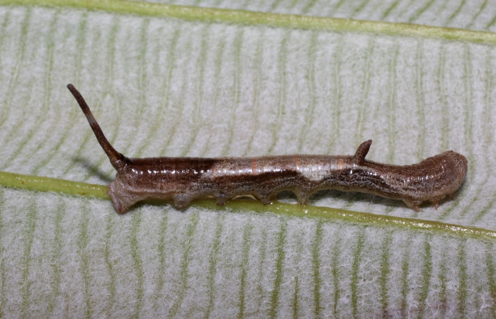 Fig. 2. Larva de <i>Epia</i> casnoniaDHJ02 (Bombycidae), tercer estadio larval con coloración grisácea, comiendo <i>Coussapoa nymphaeifolia</i> (Urticaceae). Voucher: 17-SRNP-725-DHJ704339.