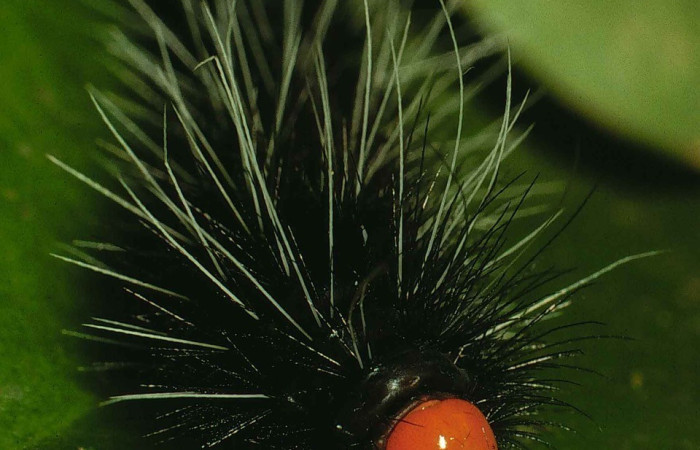 Fig. 4. Vista de la cabeza de <i>Symphlebia tessellata</i>, (Erebidae). Está es de un color anaranjado brillante muy llamativo. Voucher: 00-SRNP-9981-DHJ53669.jpg.       