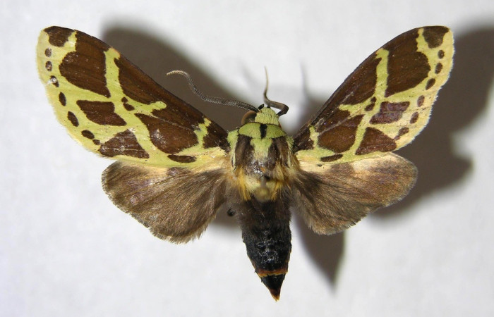 Fig.19 Vista dorsal de <i>Symphlebia janecheverriae</i>. Voucher: 06-SRNP-7652-DHJ360798.        