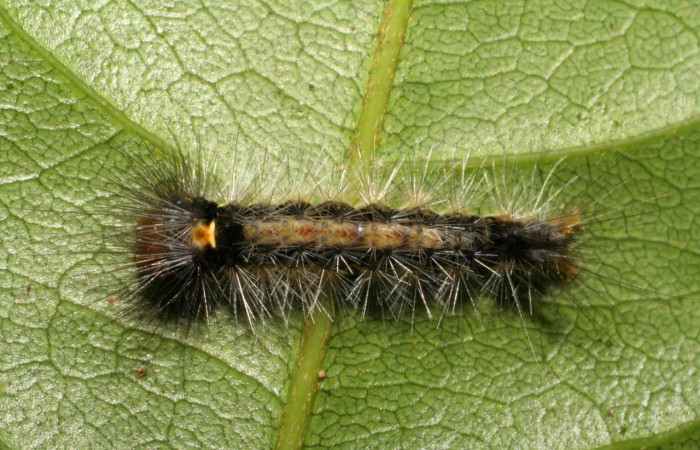 Fig. 10. Dorsal de <i>Symphlebia pyrgion</i>, (Erebidae) se nota su coloración y detalles. Voucher: 07-SRNP-35651-DHJ420127.jpg.        