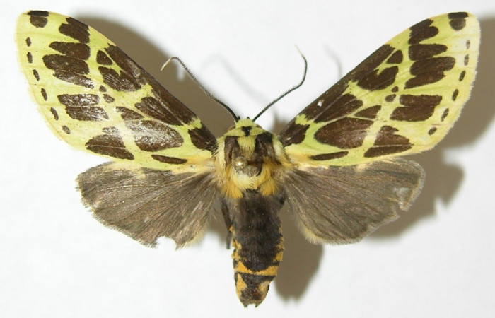 Fig. 13. Vista dorsal de macho de <i>Symphlebia tessellata</i>. Voucher: 08-SRNP-36598-DHJ504460