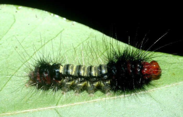 Fig. 8 Larva <i>Symphlebia janecheverriae</i>, (Erebidae) vista lateral, PU estadio. Voucher 09-SRNP-31979-DHJ455270.jpg.