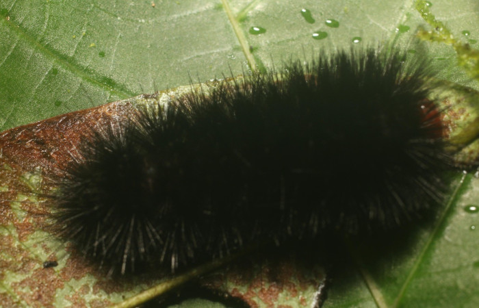 Fig. 3. Vista dorsal de <i>Symphlebia tessellata</i>, (Erebidae) muestra su pelaje negro. Voucher: 18-SRNP-80316-DHJ714726.jpg.       