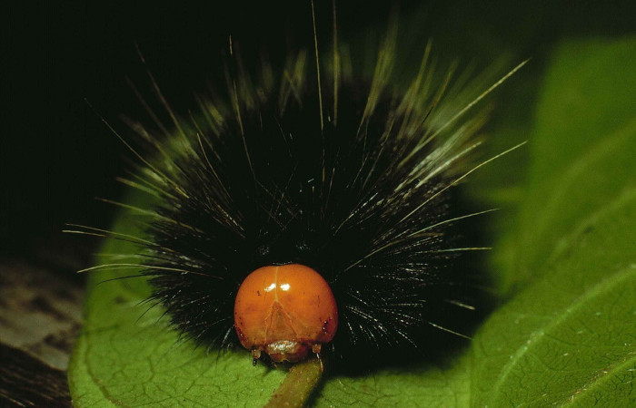 Fig. 5. Vista de frente de la cabeza de <i>Symphlebia tessellata</i>, (Erebidae). Voucher. 99-SRNP-20-DHJ50006.jpg.