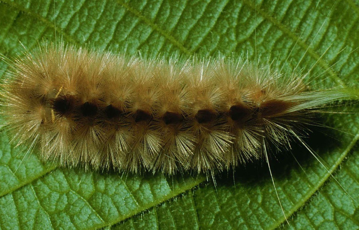 Fig. 9. Dorsal de larva de <i>Symphlebia ipsea</i>, (Erebidae) su color café claro con una línea mas oscura en el centro. Voucher: 99-SRNP-282-DHJ50092.jpg.       