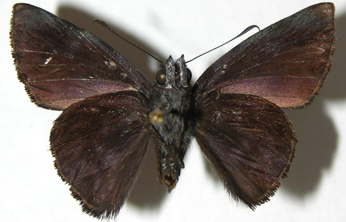 Figura 17. Adulto de <i>Pellicia arina</i> (Hesperiidae), macho vista ventral, localidad Sendero Huerta, Sector San Cristóbal ACG (527m). Voucher: 08-SRNP-2348-DHJ383945.jpg.
