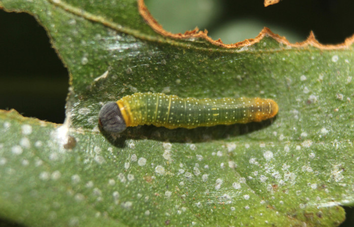 Figura 14. Larva <i>Pellicia arina</i> (Hesperiidae), vista dorsal, localidad Medrano Estación Biológica Quica, Sector Pitilla ACG (380m). Voucher: 14-SRNP-71647-DHJ723943.jpg.