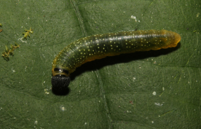 Figura 3. Larva <i>Pellicia dimidiata</i> (Hesperiidae), penúltimo estadío (PU) vista dorsal, localidad Sendero Mabea, Sector Rincón Rain Forest ACG (m). Voucher: 17-SRNP-27290-DHJ731400.jpg.