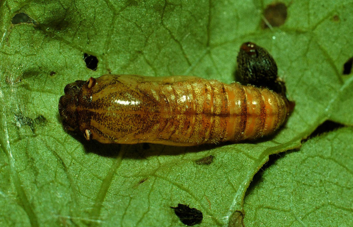 Figura 7. Pupa de <i>Pellicia dimidiata</i> (Hesperiidae), vista dorsal, localidad Cafetal, Sector Santa Rosa ACG (280m). Voucher: 93-SRNP-6956-DHJ26595.jpg.