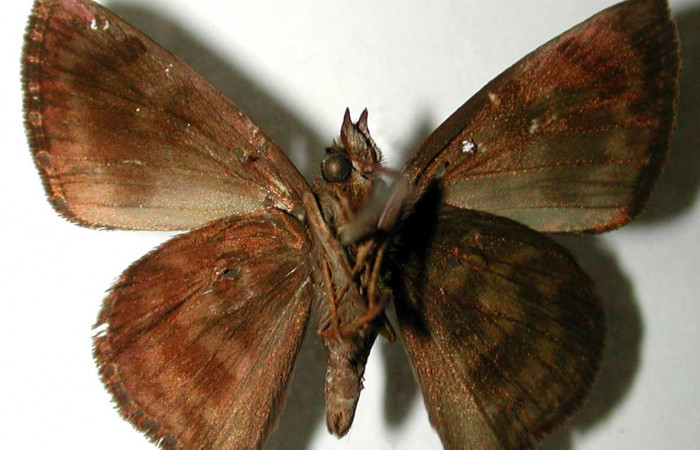 Figura 11. Adulto de <i>Pellicia dimidiata</i> (Hesperiidae), macho vista ventral, localidad Vado Cuajiniquil, Sector Santa Rosa ACG (275m). Voucher: 93-SRNP-6958-DHJ33155.jpg.