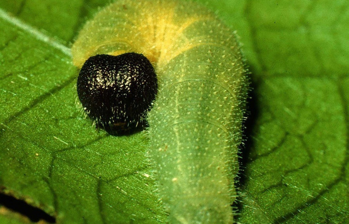 Figura 10. Detalle de cabeza y extremo, <i>Canesia canescens</i> (Hesperiidae). (97-SRNP-1443-DHJ41490).