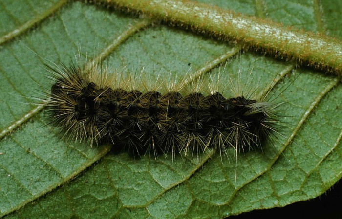 Fig.10 Larva <i>Symphlebia ipsea</i>, (Erebidae), se alimenta <i>Clethra lanata</i>, (Clethraceae), mostrando la parte dorsal entero.Voucher: 00-SRNP-9452-DHJ53581.jpg.