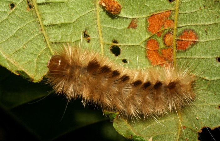 Fig.11 Larva  <i>Symphlebia</i> ipseaDHJ02, (Erebidae), se alimenta  <i>Clethra lanata</i>, (Clethraceae), mostrando la parte dorsal entero.Voucher: 07-SRNP-33102-DHJ427496.jpg.