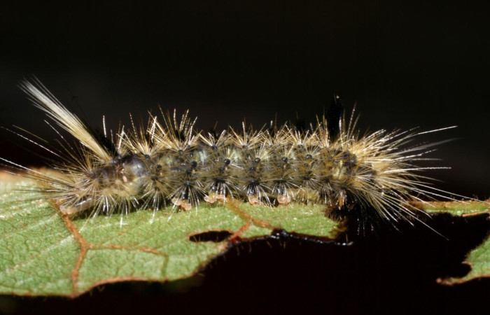 Fig.13 Larva <i>Symphlebia</i> ipseaDHJ01, (Erebidae), se alimenta <i>Clethra lanata</i>, (Clethraceae), mostrando la parte lateral entero.Voucher: 08-SRNP-58489-DHJ449829.jpg.