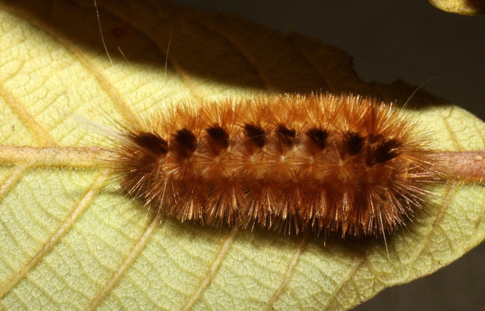 Fig.19 Larva <i>Symphlebia</i> ipseaDHJ02, (Erebidae), se alimenta <i>Clethra lanata</i>, (Clethraceae), mostrando la parte dorsal entero.Voucher: 10-SRNP-4410-DHJ474397.jpg.