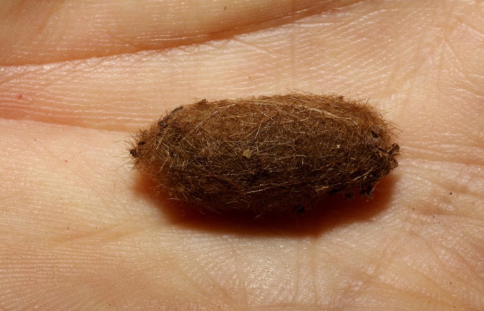 Fig.20 Prepupa de la familia Braconidae, <i>Colastomion</i> Janzen39, parásito del Erebidae, <i>Symphlebia ipsea</i>, se alimenta <i>Clethra lanata</i>. familia (Clethraceae). Voucher:  09-SRNP-32021-DHJ470022.jpg.
