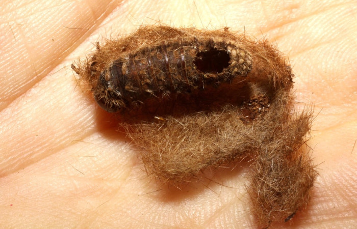 Fig.21 Prepupa de la familia Braconidae, <i>Colastomion</i> Janzen39, parásito del Erebidae, <i>Symphlebia ipsea</i>, se alimenta <i>Clethra lanata</i>. familia (Clethraceae). Voucher: 09-SRNP-32021-DHJ470024.jpg.