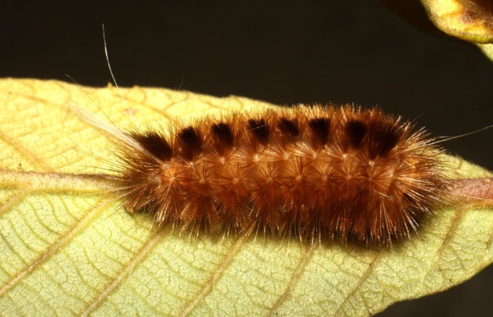 Fig.22 Larva <i>Symphlebia</i>  ipseaDHJ02, (Erebidae), se alimenta <i>Clethra lanata</i> , (Clethraceae), mostrando la parte dorsal entero.Voucher: 10-SRNP-4410-DHJ474399.jpg.