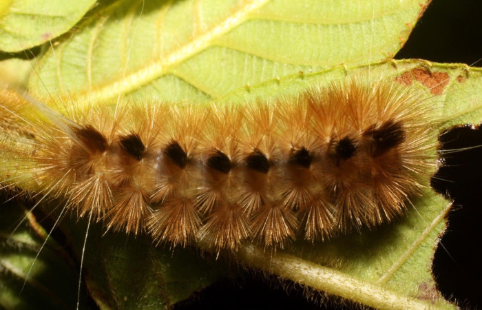 Fig.23 Larva <i>Symphlebia ipsea</i>, (Erebidae), se alimenta <i>Clethra lanata</i>, (Clethraceae), mostrando la parte dorsal entero.Voucher: 11-SRNP-31635-DHJ482570.jpg.