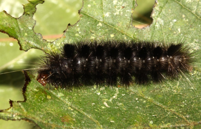 Fig.24 Larva <i>Symphlebia</i> ipseaDHJ02, (Erebidae), se alimenta <i>Clethra lanata</i>, (Clethraceae), mostrando la parte lateral entero.Voucher: 13-SRNP-31373-DHJ701578.jpg.