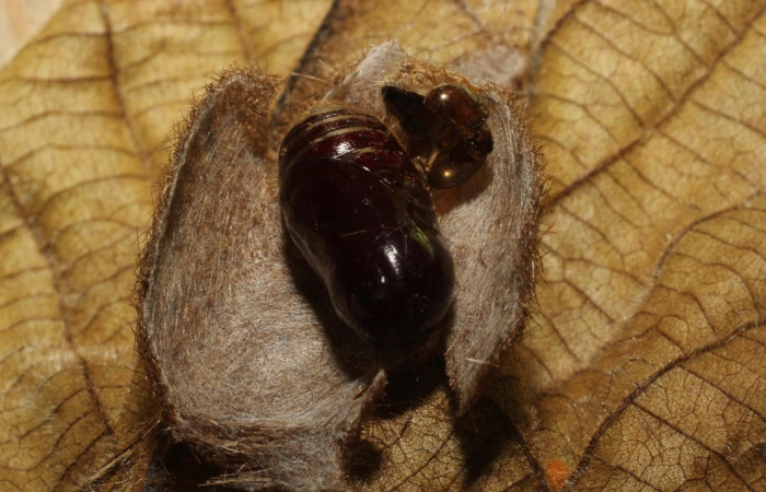 Fig.26 Pupa <i>Symphlebia ipsea</i>, (Erebidae), se alimenta <i>Clethra mexicana</i>, (Clethraceae), mostrando la parte pupa dorsal entero.Voucher: 18-SRNP-65370-DHJ488556.JPG.