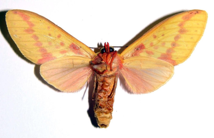 Fig.2 Adulto <i>Symphlebia ipsea</i>, Erebidae, mostrando la parte ventral.Voucher: 00-SRNP-9454-DHJ93835.