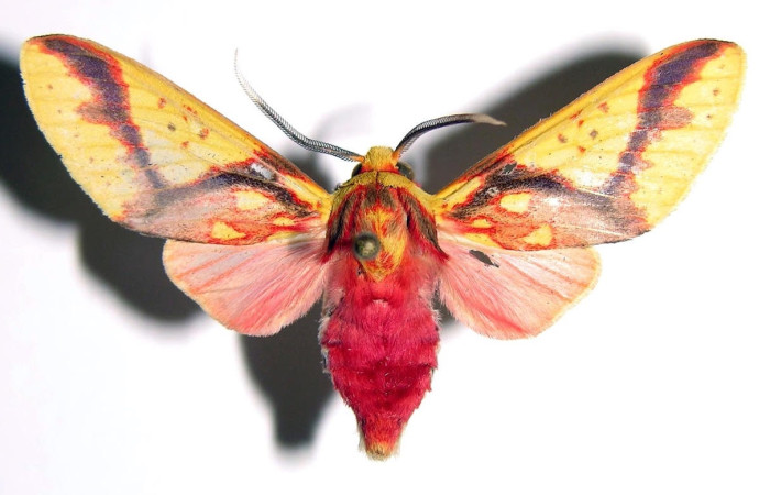 Fig.3 Adulto <i>Symphlebia</i> ipseaDHJ01, Erebidae, mostrando la parte dorsal.Voucher: 03-SRNP-10852-DHJ93838.