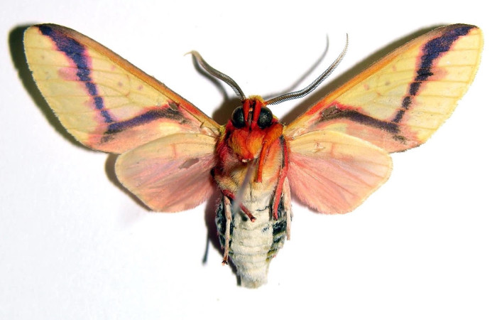 Fig.4 Adulto <i>Symphlebia</i> ipseaDHJ01, Erebidae, mostrando la parte ventral.Voucher: 03-SRNP-10852-DHJ93839.