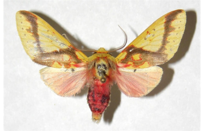 Fig.5 Adulto <i>Symphlebia</i> ipseaDHJ02, Erebidae, mostrando la parte dorsal.Voucher: 04-SRNP-3420-DHJ316348.