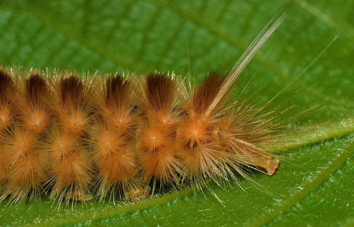 Fig.9 Larva <i>Symphlebia ipsea</i>, (Erebidae), se alimenta <i>Clethra lanata</i>, (Clethraceae), mostrando la parte lateral trasero.Voucher: 99-SRNP-282-DHJ50096.jpg.