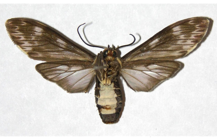 Fig. 4 Adulto <i>Nelphe relegatum</i> (Erebidae), hembra vista ventral mide 38mm. Quebrada Otilio, Sector Cacao, 550m. 04-SRNP-49033-DHJ318557.