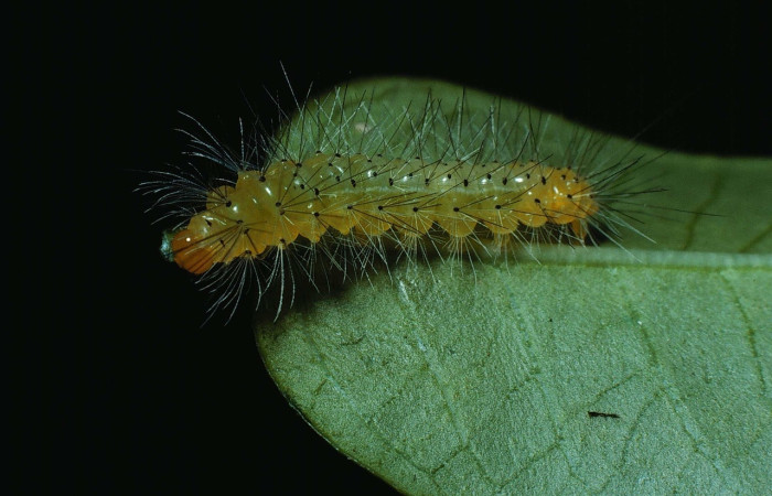 Fig. 5 larva <i>Nelphe relegatum</i> (Erebidae). Sendero Natural, Sector Santa Rosa, 290m. 83-SRNP-1192-DHJ6111.jpg