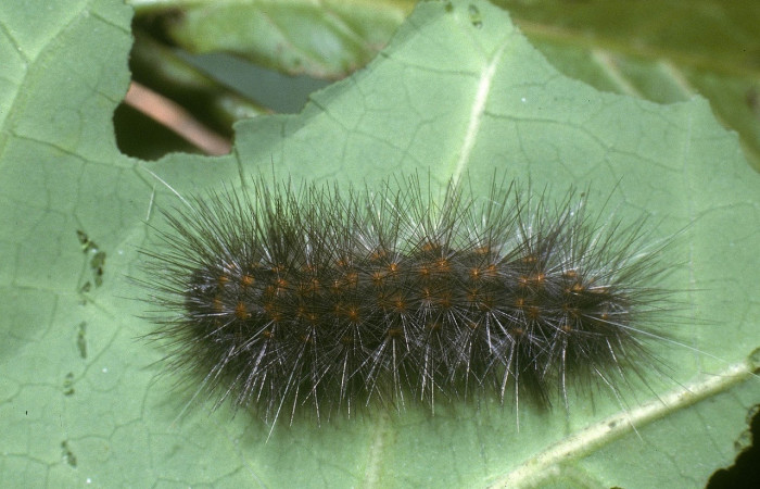 Fig. 8 larva <i>Nelphe relegatum</i> (Erebidae),  mide 37mm. Quebrada otilio, Sector Cacao, 550m. 04-SRNP-47447-DHJ87299.jpg