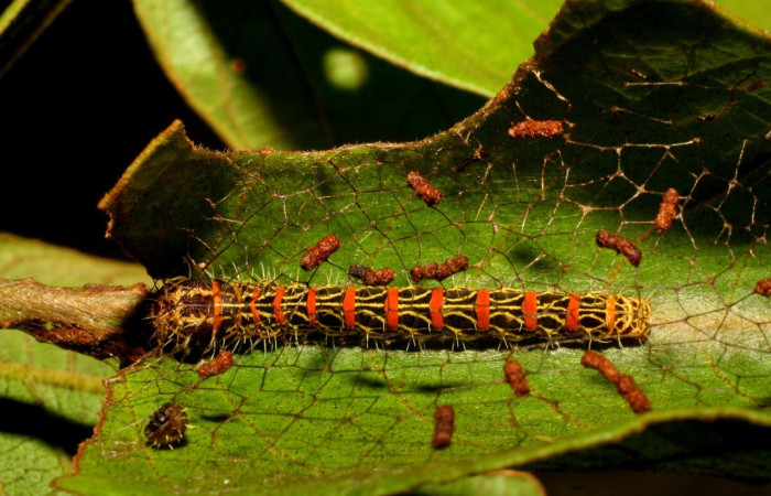  Larva en posición dorsal de <i>Lacosoma syrinx</i> (Mimallonidae), PU estadio. Sector San Cristóbal, Sendero Huerta. Voucher 07-SRNP-3406-DHJ433523.jpg.