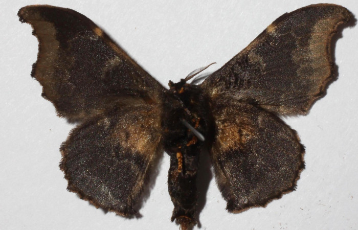  Adulto en posición ventral de <i>Lacosoma syrinx</i> (Mimallonidae). Sector San Cristóbal, Rió Blanco Abajo.Voucher 18-SRNP-197-DHJ936013