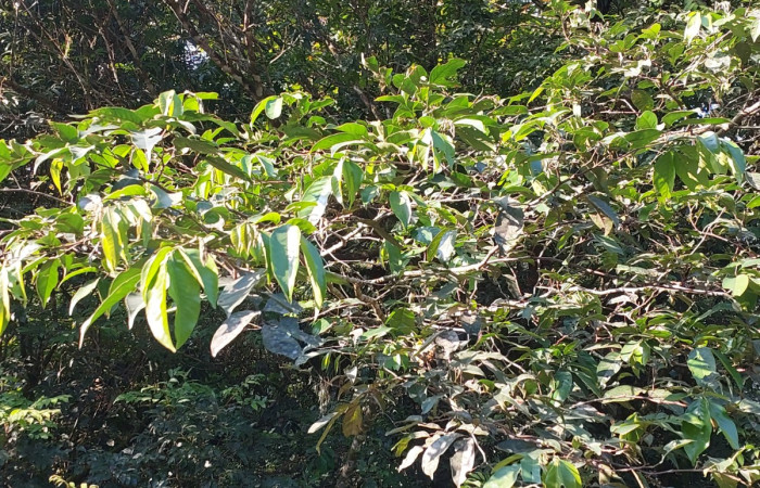  <i>Inga punctata</i> (Fabaceae), planta hospedera de <i>Lacosoma syrinx</i> (Mimallonidae). Sector San Cristóbal, Sendero Piñal. Foto, Elda Araya, 12 Enero 2024.  
