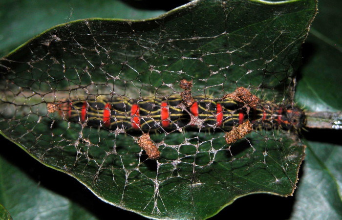  Larva en posición dorsal de <i>Cicinnus</i> Janzen07 (Mimallonidae), PU estadio. Sector Cacao, Sendero Toma Agua. Voucher 03-SRNP-4360-DHJ400573.jpg.