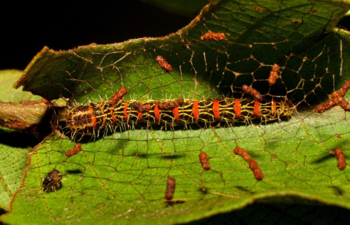  Larva en posición dorsal de <i>Lacosoma syrinx</i> (Mimallonidae), PU estadio. Sector San Cristóbal, Sendero Huerta.Voucher 07-SRNP-3406-DHJ433522.jpg.