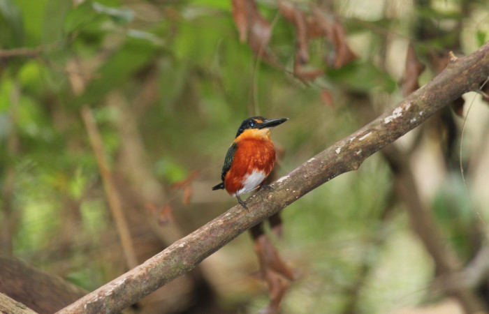 Fig. 3 American Pygmy Kingfisher Martín Pescador Enano <i>Chloroceryle aenea</i> (Alcedinidae), Estación Biológica Los Almendros, Sector El Hacha ACG. 01 de mayo 2023 Foto. Roster Moraga